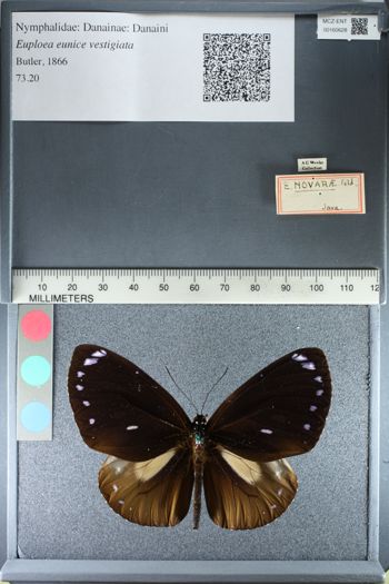 Media type: image;   Entomology 160628
